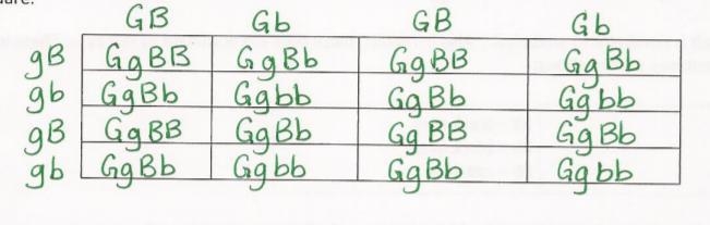 A male rabbit with genotype GgBb with a female rabbit with genotype ggbb show the-example-1