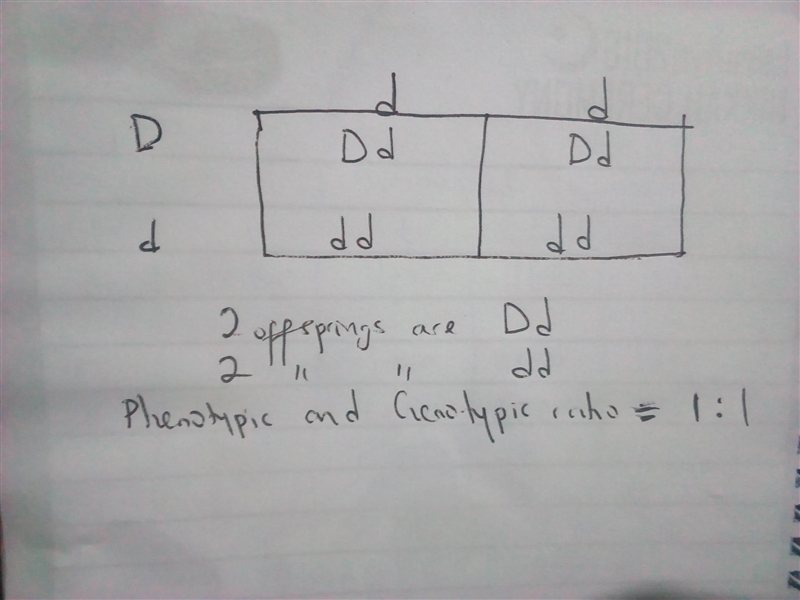 Drag each label to the correct location on the image. Drepresents a dominant allele-example-1