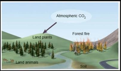 What process does the purple arrow indicate? CarbonCycleAQ1 A. Respiration. B. Photosynthesis-example-1