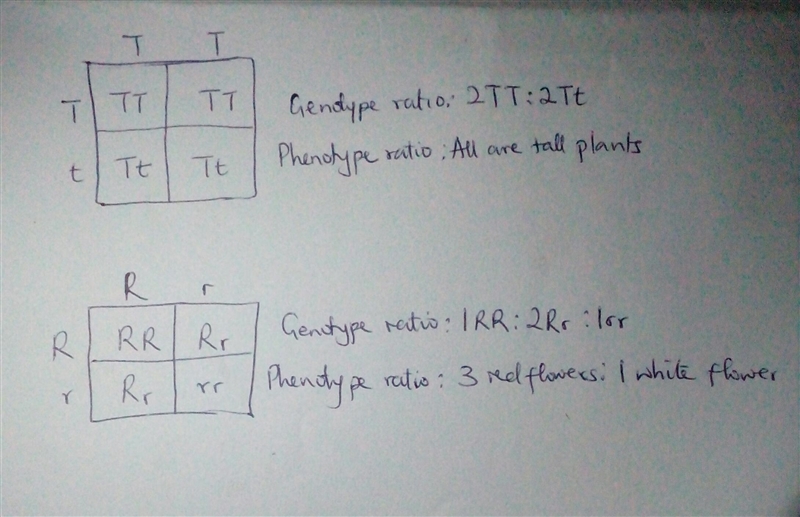 HELP ASAP Punnett Squares-example-1