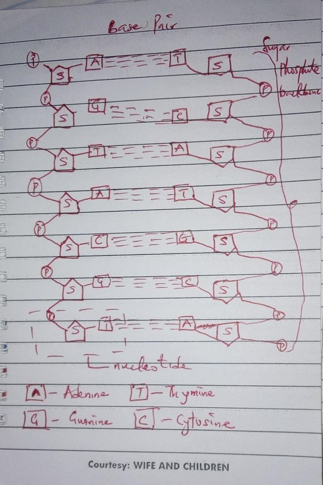 RNA Polymerase ATGCTGCATGA CGGTCAC REC... o CG AC 3 DNA Strands Direction in which-example-1