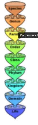 Which of the following is the narrowest level of classification according to the Linnaean-example-1