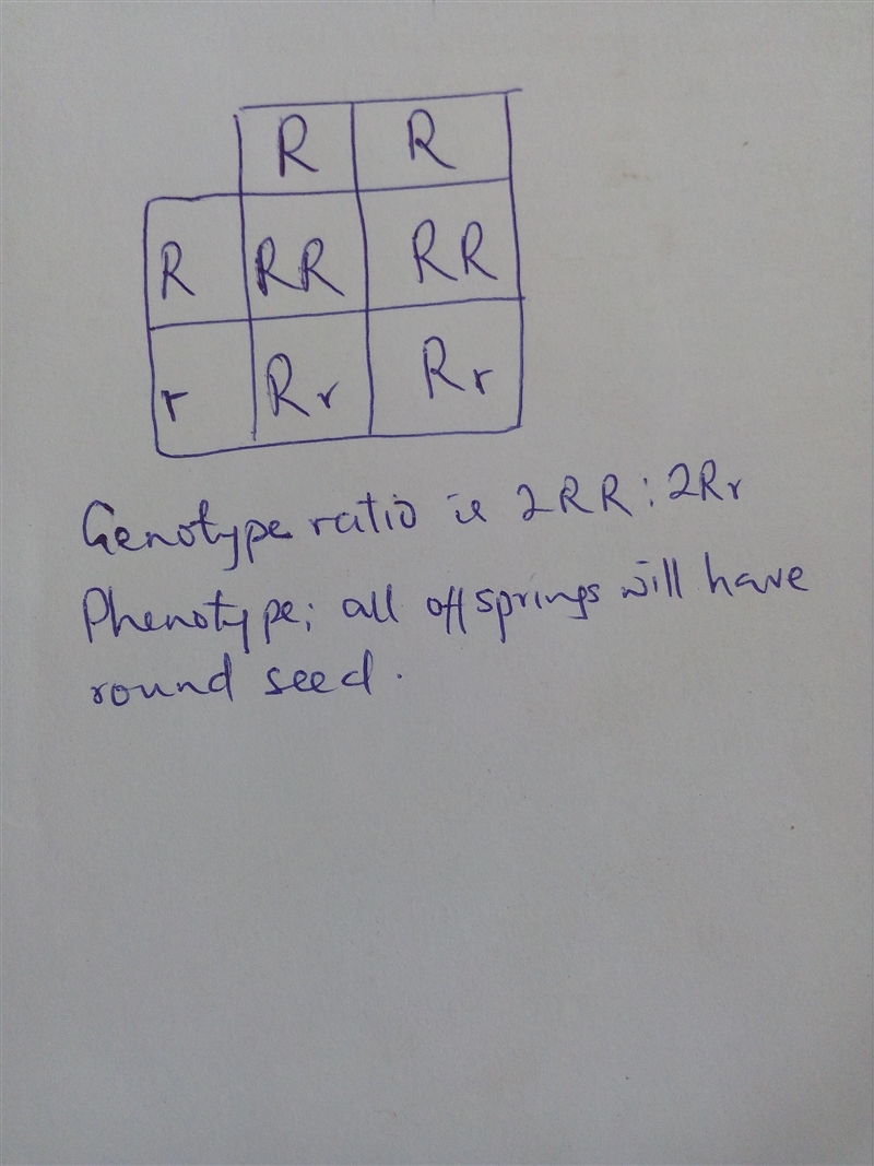 in a pea plant round seeds are dominant over wrinkled. A plant is homozygous dominant-example-1