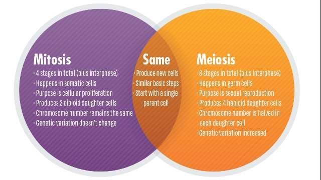 What occurs in both mitosis and meiosis-example-1