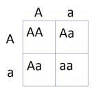 E is for energetic e is for lazy A homozygous recessive panda has offspring with a-example-1