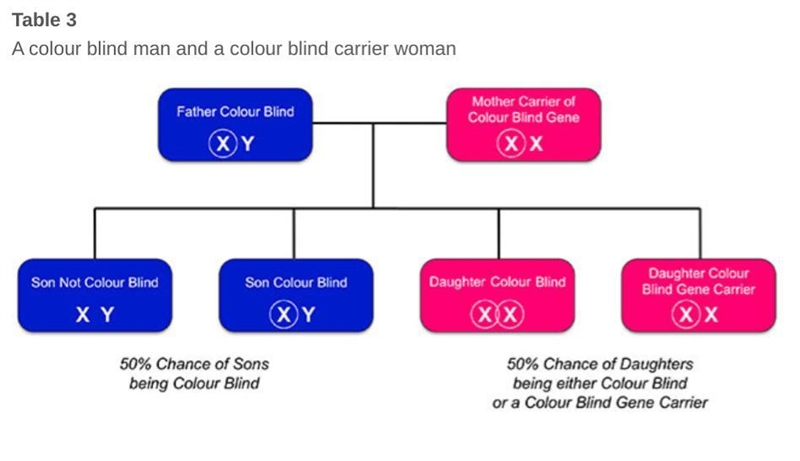 If a female who carries colorblindess marries a colorblind husband, what is the percent-example-1