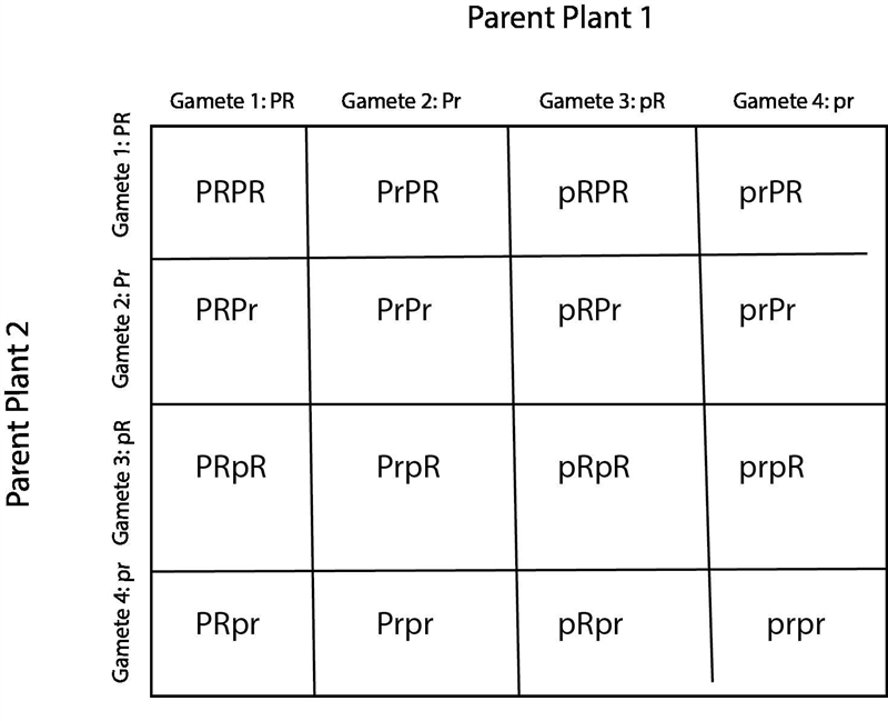 Parent Plant one’s gametes are as follows: Gamete 1: PR Gamete 2: Pr Gamete 3: pR-example-1