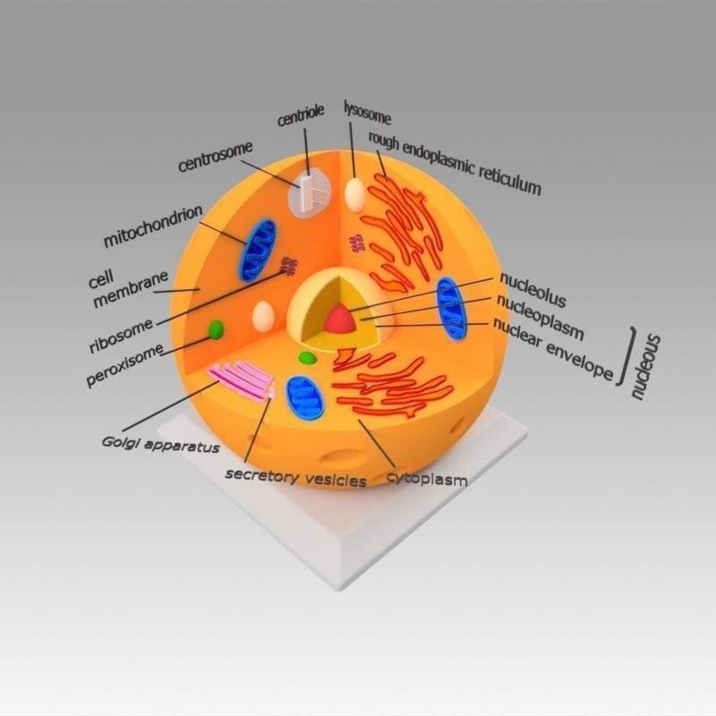 Typical Animal Cell I need help with the diagram ​-example-1