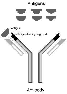 An epitope associates with which part of an antigen receptor or antibody? a. The tail-example-1