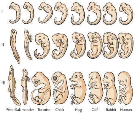 Which of the following best describes how embryological evidence supports the idea-example-1