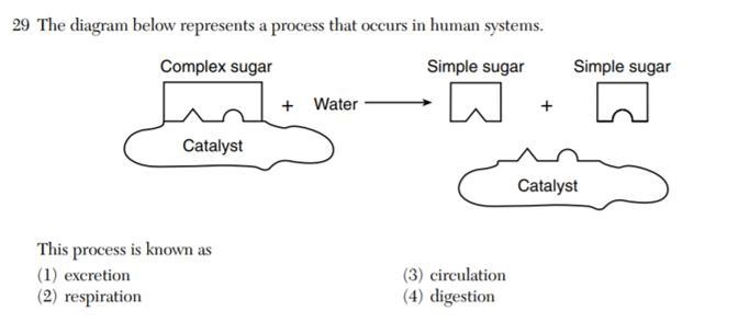 The diagram below represents a process that occurs in human systems. Complex sugar-example-1