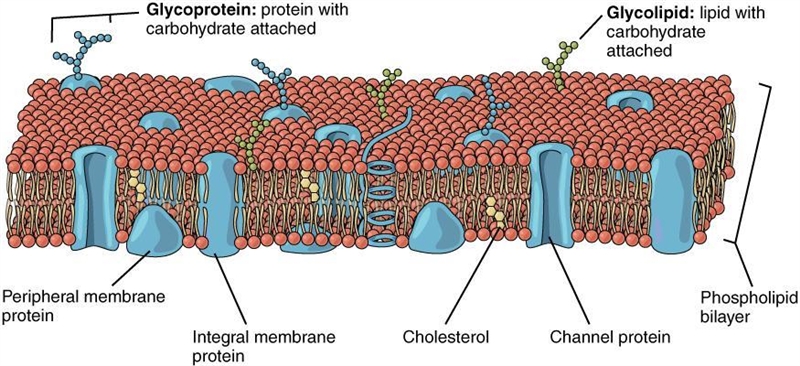 The fluid mosaic model describes the-example-1