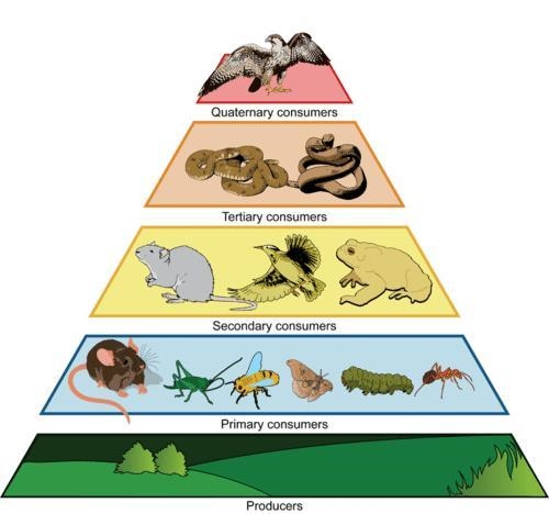 What are two things missing from this food web??-example-1