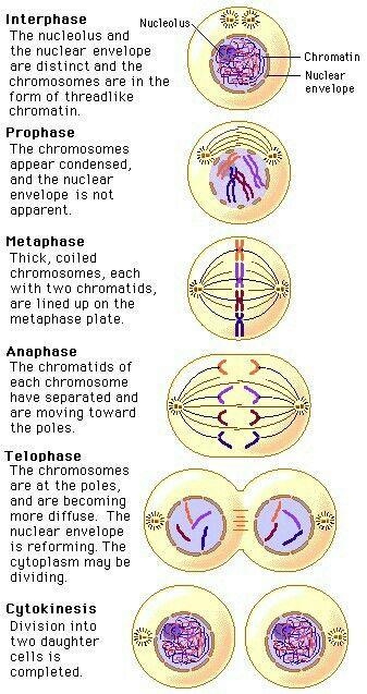 Arrange the phases of mitosis in the correct order. for edmentum learning.-example-1