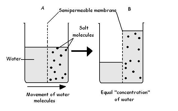 Water makes up a large percentage of the body’s cells. For a cell to remain in homeostasis-example-1