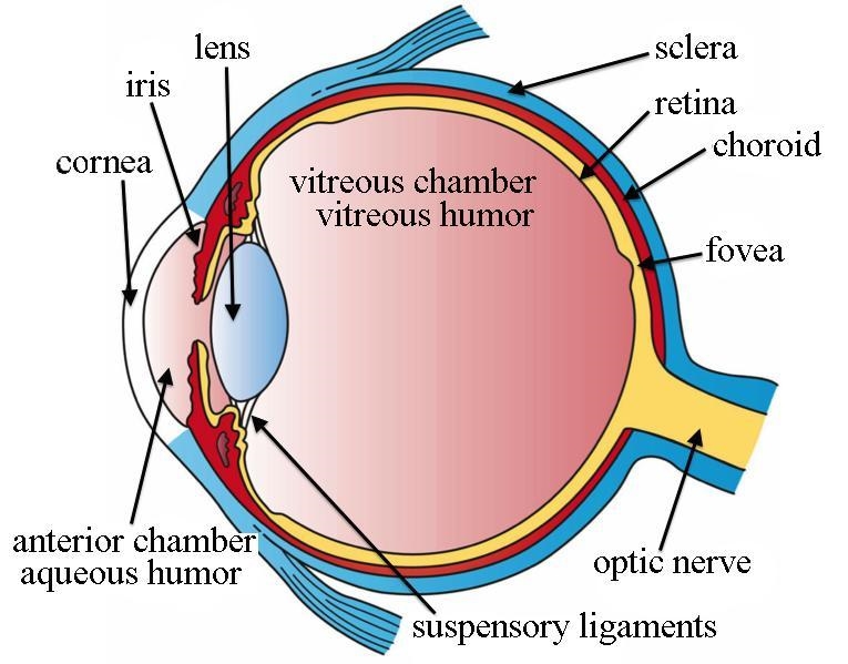 What is vitreous humor? Why do forensic scientists use it?-example-1