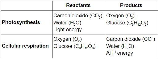 How do I Construct a table to compare the products and reactants in photosynthesis-example-1