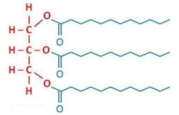 Which of the following biomolecules is best represented by this formula? A. nucleic-example-1