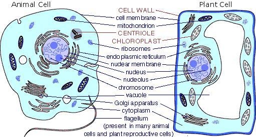 Humans and plants have the same type of cells?-example-1