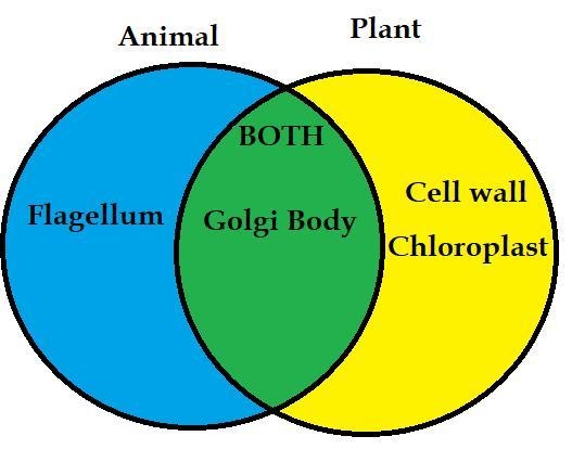 Lucia drew a diagram to compare animal cells and plant cells. Which label belongs-example-1