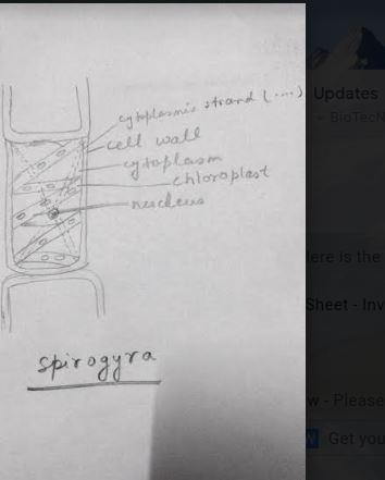 A well labelled diagram of Spirogyra observation and conclusion-example-1