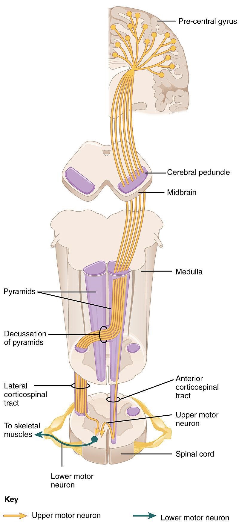 Where do the axons that enter the cortico-spinal tract originate? (The complete answer-example-1