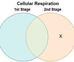 Aaj made a Venn diagram to compare and contrast the two stages of cellular respiration-example-1