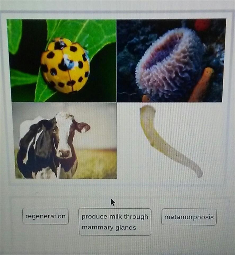 Match the animals to the phenomenon that they undergo. regeneration metamorphosis-example-1