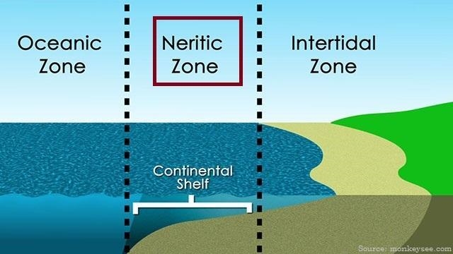 In the figure above, which letter represents the neritic zone?-example-1