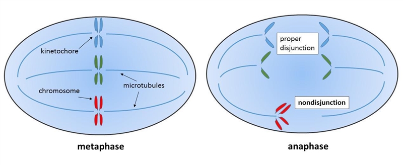 Genetic disorders can result in chroma tides fail to separate properly during which-example-1