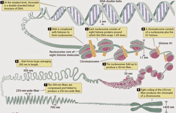 one strand of DNA could be as long as a football field if it were stretched out lengthwise-example-1