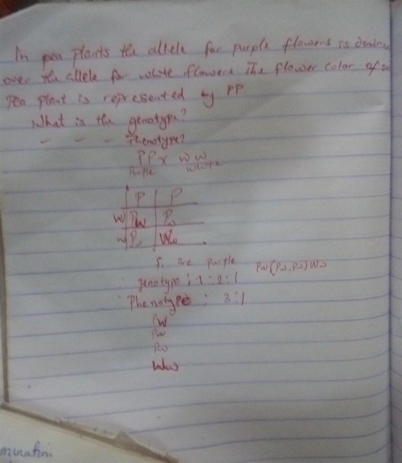 Differentiating Genotype and Phenotype In pea plants, the allele for purple flowers-example-1