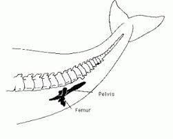 In humans, the pelvis and femur, or thigh bone, are involved in walking. In whales-example-1