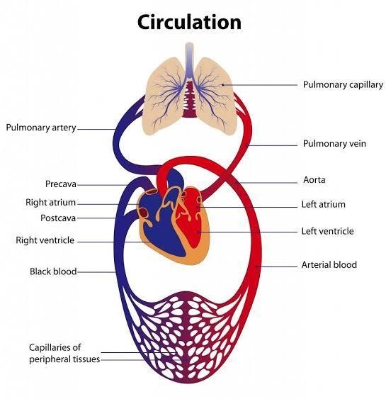 Diagram of circulatory system​-example-1