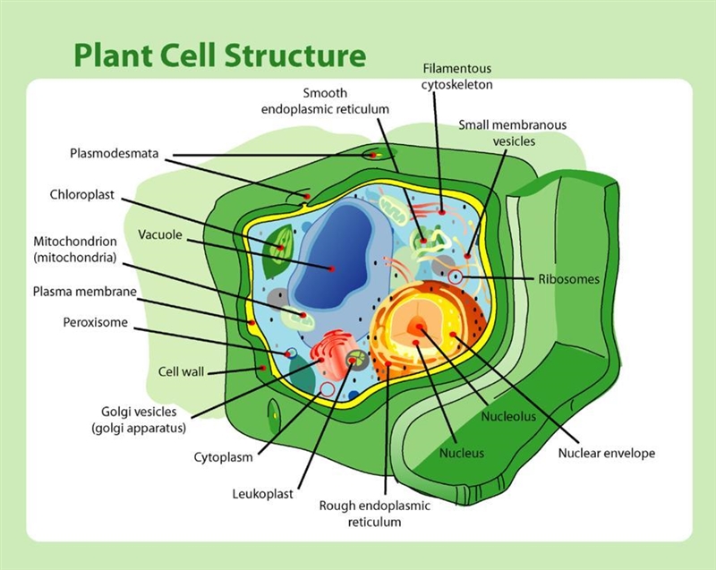 In the above diagram of a plant cell, what is the function of structure 1-example-2