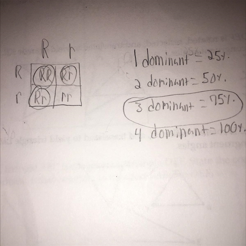 He diagram below represents a cross between two pea plants. Rr X Rr. In pea plants-example-1