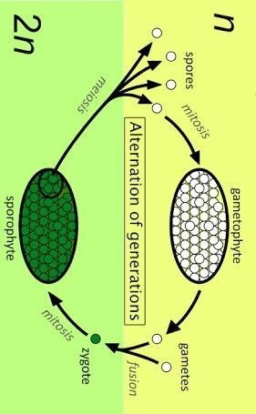 Describe the stages of alternation of generations-example-1