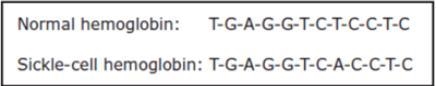Sickle-shaped red blood cells result from a mutation in the gene that code for hemoglobin-example-1