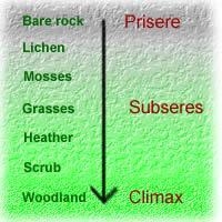 In primary succession, what grows on bare rock-example-1