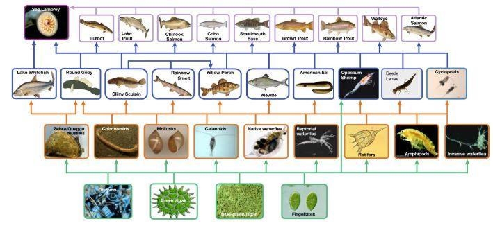 Why do food webs consist of many predator-prey relationships?-example-1