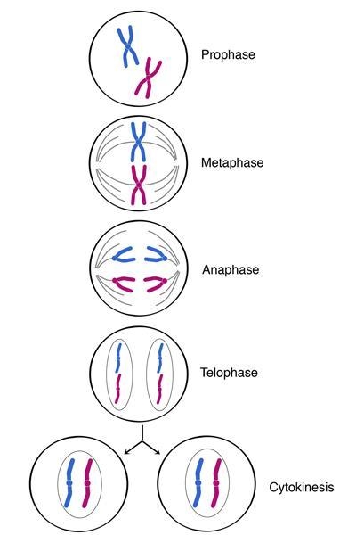 ABCD are the same for all questions someone please help... 1)___homologous chromosomes-example-1