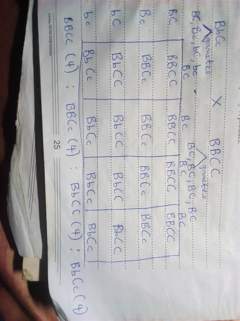 Dihybrid crosses can be used to predict two independent alleles in the future generation-example-1