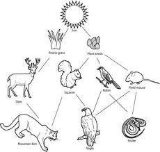 A food web diagram is provided. Based on the diagram, which three consumers all get-example-1