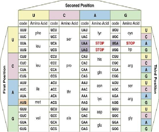 Which amino acid chain will be formed by the codons shown below GGA AAG UGU-example-1