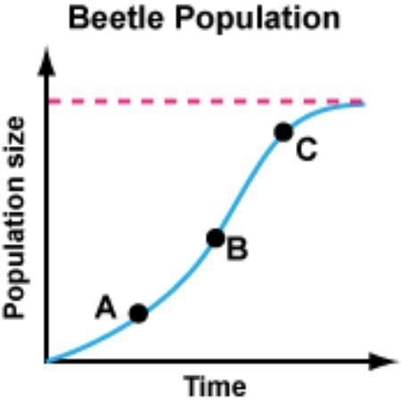 A population of beetles is kept in a controlled ecosystem. No beetles are allowed-example-1