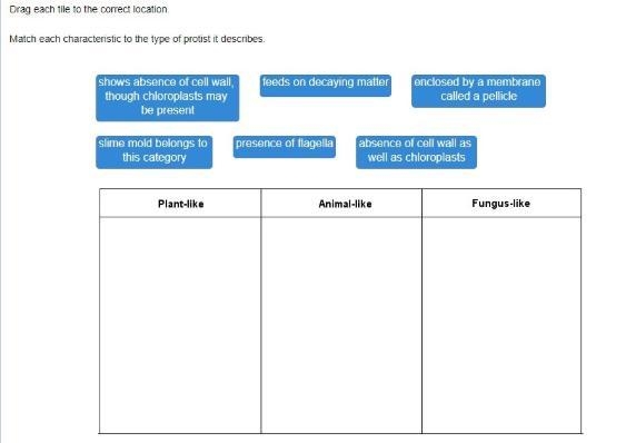 Match each characteristic to the type of protist it describes-example-1