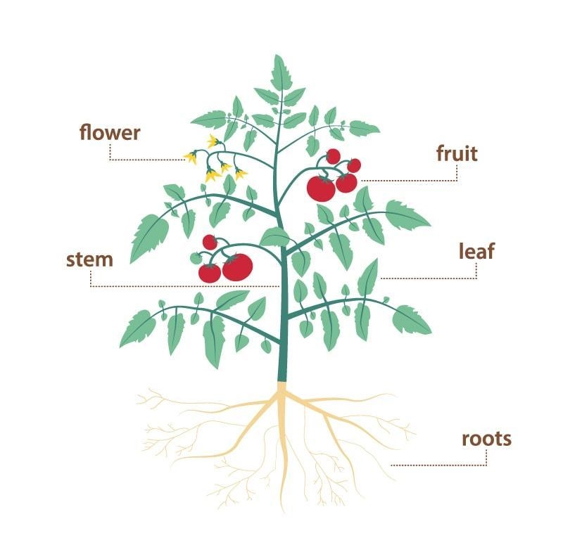 Name the plant parts ?-example-1