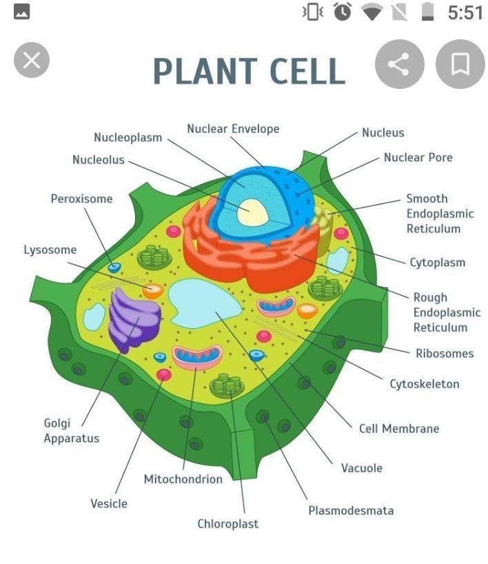 Use the drop-down menus to identify the labeled organelles in the plant cell to the-example-2