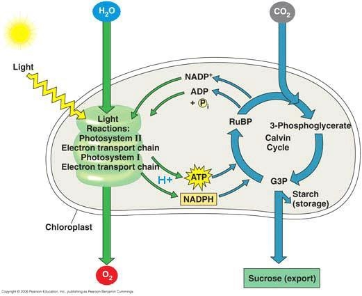 Carbon dioxide is fixed into glucose during carbon ?-example-1