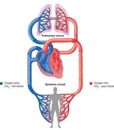 What is a difference between systemic and pulmonary circulation? A. Systemic circulation-example-1